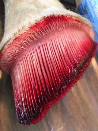 画像 魚のエラが気持ち悪い 雑ニュース
