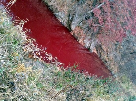 韓国が豚コレラに感染した豚5万匹を殺処分 川が血で赤く染まりホラー 中国「菌を繁殖させてる」