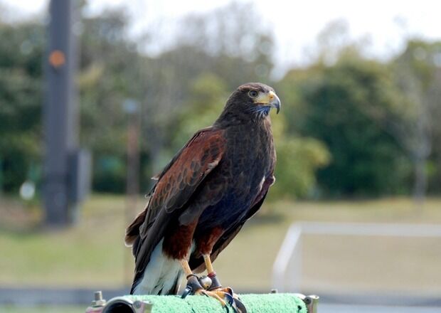 市職員が公園に繋がれていたタカをとんびと勘違いし放鳥、飼い主が賠償請求訴訟で勝訴