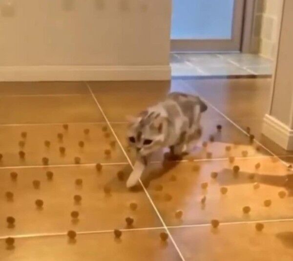 ネコ型ロボットの歩く仕組み 解明に貢献 大阪大