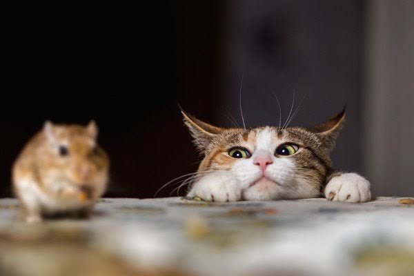 【悲報】ワイの猫、妹の飼っていたジャンガリアンハムスターを補食