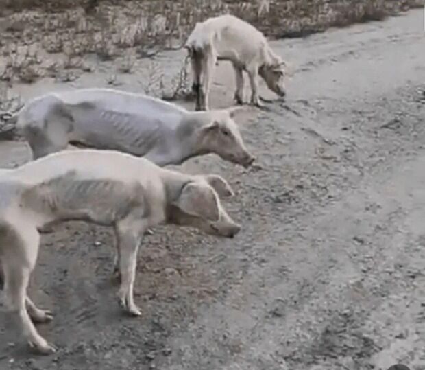 【悲報】北朝鮮の豚、やせたかなしい姿で発見される……😭