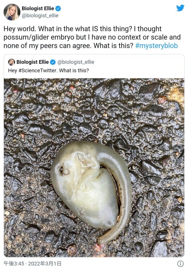 生物学者も参戦！ オーストラリアで発見された謎の物体に注目が集まる