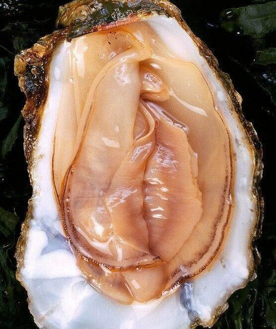 貝類、全部まずい