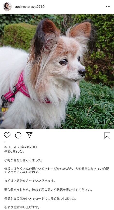 杉本彩、愛犬が21歳で天国へ「腫瘍で3本脚の歩行に…」