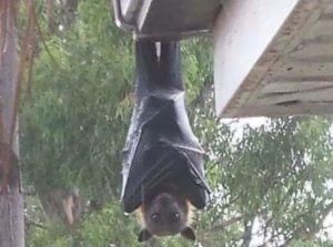 【画像】このコウモリデカ過ぎワロタｗｗｗｗｗｗｗｗｗｗｗｗｗｗｗ