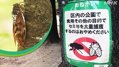 公園「セミの幼虫を食用目的で獲らないでください」え?