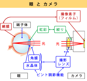 デジタルの時代になって心霊写真がほとんど皆無になったのウケるよなwwwwwwwwww