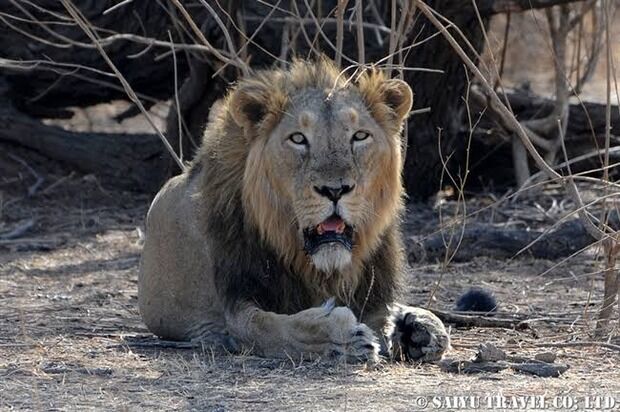 【画像】インドに生息する野生動物たち