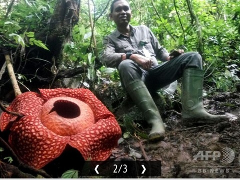 【画像】 過去最大の大きさのラフレシアが発見される ｷｼｬｰとか言いそう