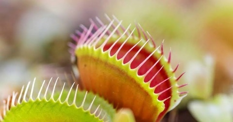 食虫食物は植物なのになぜ肉食なのか