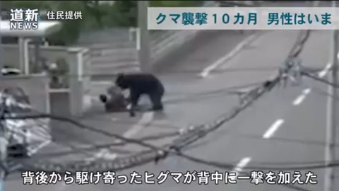 【動画】陽キャ、クマに肋骨６本を折られて重体ｗｗｗｗｗｗｗｗｗｗｗｗｗｗｗｗｗｗｗｗｗｗｗ
