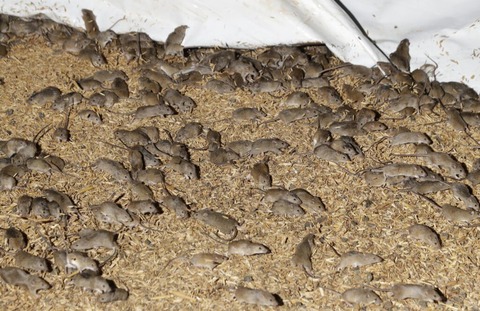 オーストラリア ネズミ大量発生で被害額835億円超えることに
