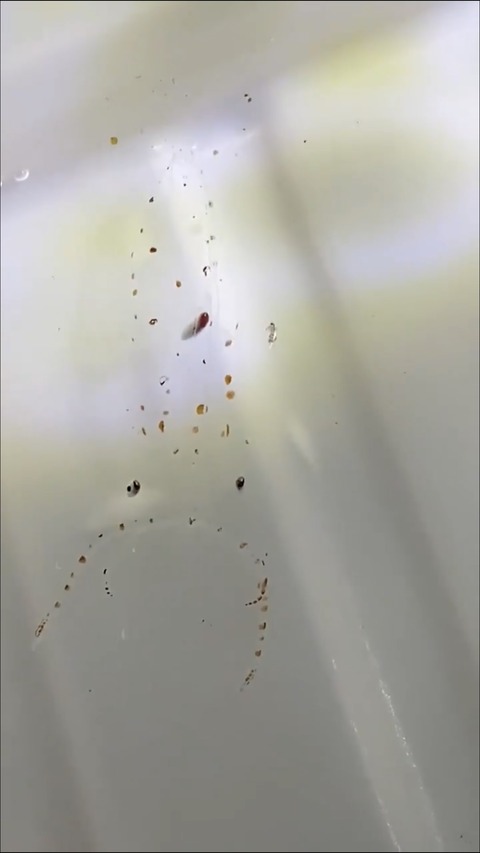 100%透明なイカ（画像あり）