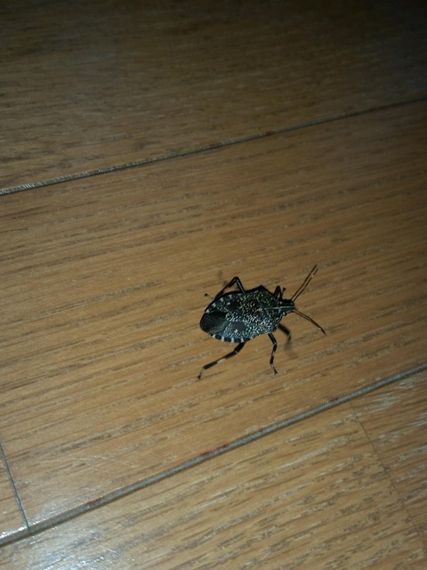 こいつなんなのか教えてください