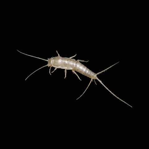 博物館などで古文書食べる害虫「シミ」相次いで発見 外来種か