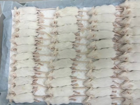 ゴールデンレトリバーって以外と安いな