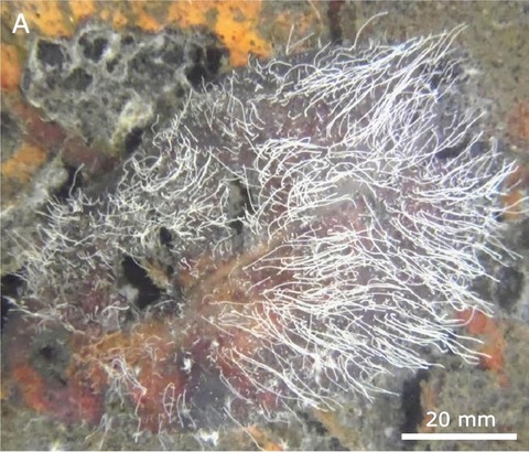長さ2cmの巨大細菌を発見