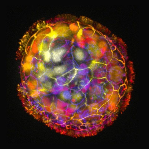 生でも死でもない「第３の状態」が生物には存在するらしい