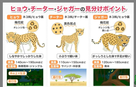 【動画あり】チーターさん、ワニに奇襲されてしまう・・・