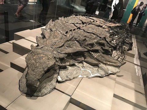 生きた姿をほぼ完全に保つ「恐竜のミイラ」がスゴイ
