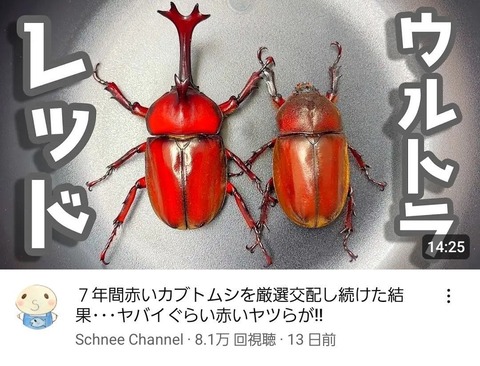 Youtuber「赤いカブトムシと赤いカブトムシ交配させてもっと赤いカブトムシ作っていくぞ！」→7年後。。。