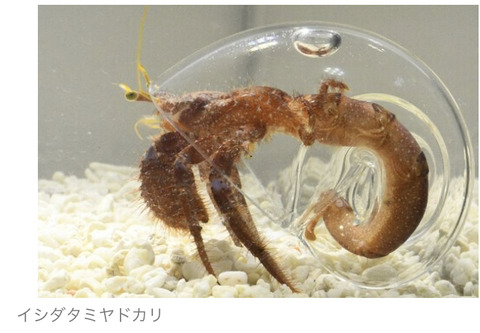 ヤドカリ、透明なガラスの貝殻に入れたら中身こんな感じだった
