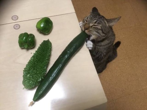 嵐・二宮、キュウリの写真をインスタにUP → 炎上