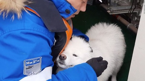 散歩中に逃げ出した犬、北極圏の氷原を一週間彷徨い砕氷船に助けられる