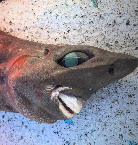 深海のサメ、ヤバ過ぎる(画像あり)