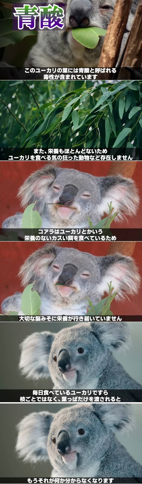 【動画】コアラ、想像以上に馬鹿だったことが判明wwwwwwwwww