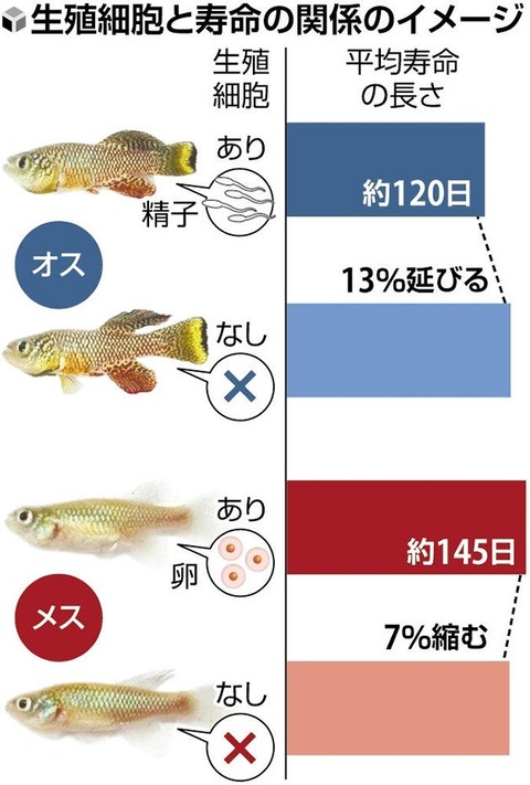 【速報】去勢で寿命が10歳延びる事が判明 使い道ない奴急げ