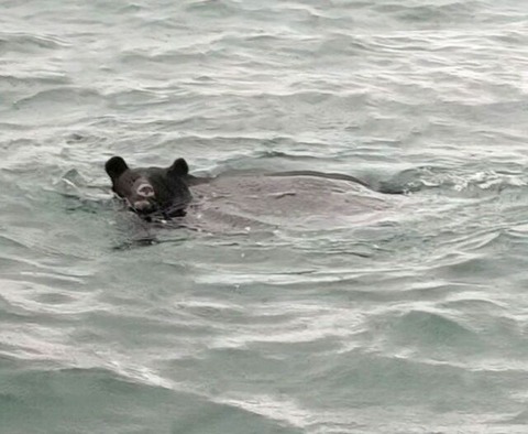 【画像】海を泳いていただけの熊、射殺されるｗｗｗｗｗｗｗｗｗｗｗｗｗｗｗｗｗｗｗｗｗｗｗｗｗｗｗｗｗｗｗｗｗｗｗ