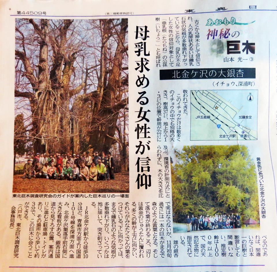 巨木 東北巨木調査研究会 掲示板 巨木 東北巨木調査研究会 掲示板