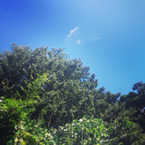 空と緑