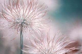 s-pasqueflower-3066824_640