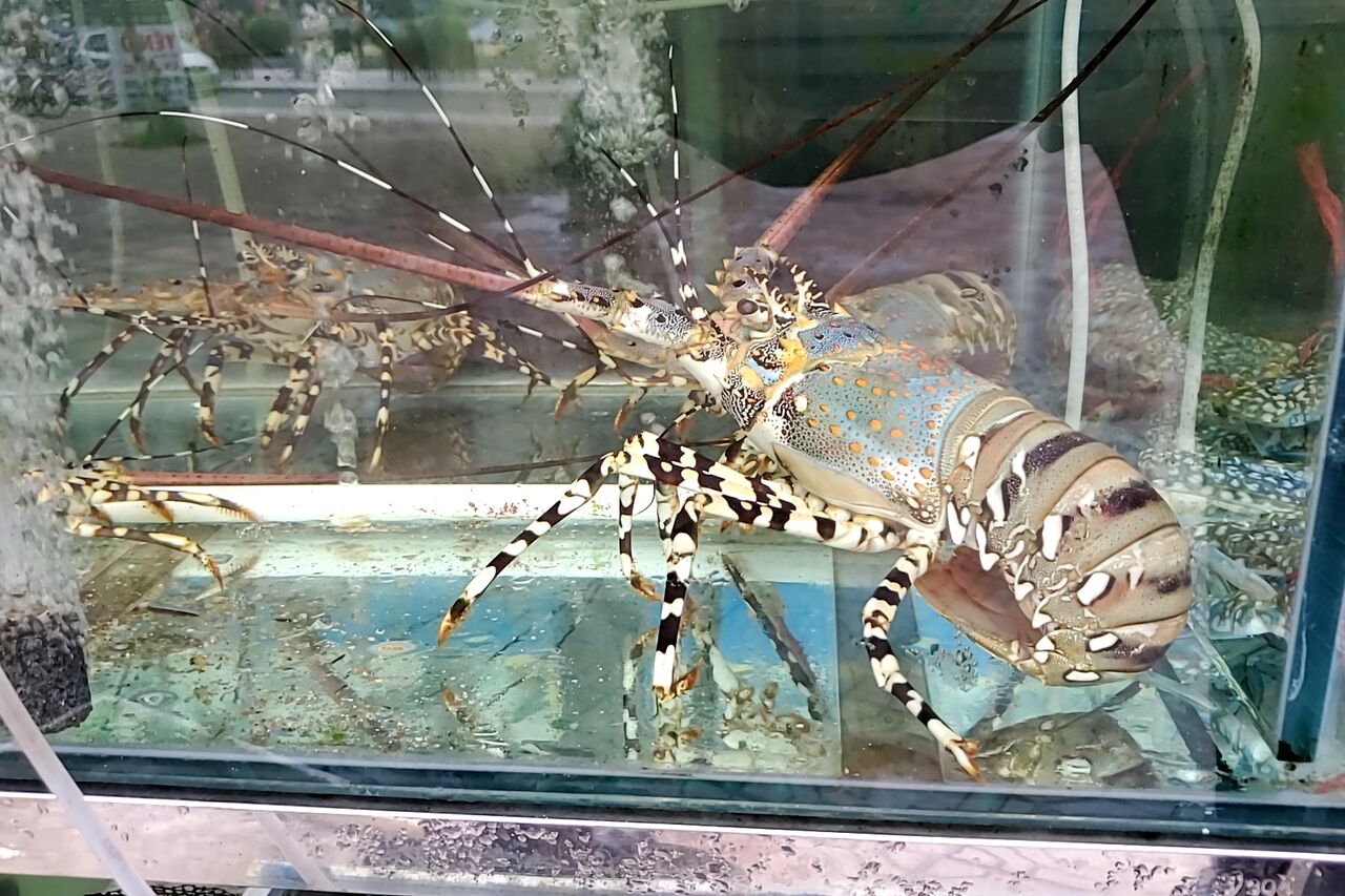 動物のおまんこ 2022年6月 ドーソン(5) おまんこの値段 日本のおまんこは安い 挿入するのはおまんこなのに,オスは顔を見る 舐めたくなるオッパイは多い 舐めたくなるおまんこは少ない : ”フェティシズム” Fetishism by Japanese Tomcat ☆Amour Sucre☆