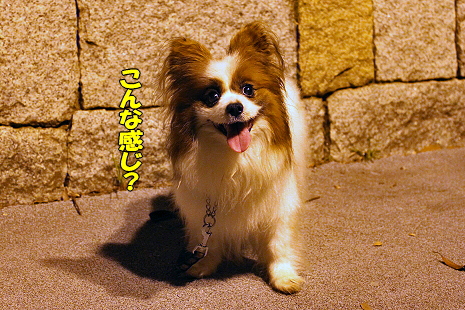 ¥È¥ï¥¤¥é¥¤¥È¡ú¥µ¥¶¥Ó¡¼¥