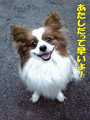 ¤¢¤¿¤·¤À¤Ã¤Æ¡ª