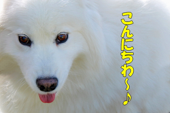 ¥Ë¥³¥é¥¹¡ú£