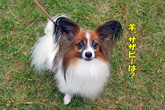 ¡Ú¥µ¥¶¥ª¥Õ2010¡Û¡¡¤½¤Î£³?