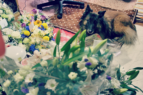 ¤â¤¦°ìÅÙ¡¢¥Ë¥³¥é¥¹¡¡27