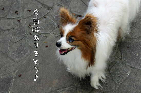¡ÚWan 2011¡Û¡Ê¸åÊÓ¡Ë¡¡14