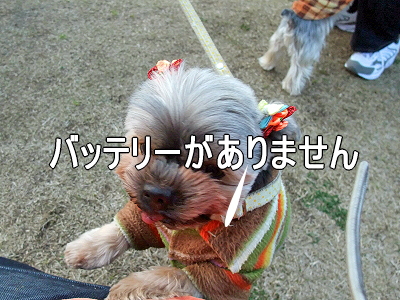 ½Õ°ìÈ֡ʥϥë¤Á¤ã¤ó°µ¾¡Êԡ˱