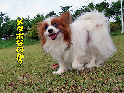 ¥á¥¿¥Ü¤¸¤ã¤Ê¤¤¡ª£