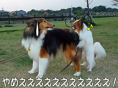 ¤ß¤ó¤Ê¤ª¤á¤Ç¤È¤¦¡ú²