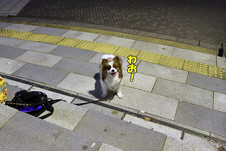 ¥°¥ê¥³¤Î¥ª¥Þ¥±¡ú©