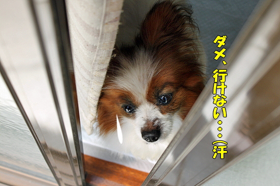 ¥À¥á¡¦¡¦¡¦§