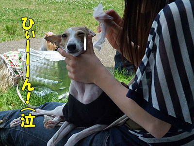 GWËëÄ¥¥ª¥Õ¡Ê³¤É͸ø±àÊԡ˪