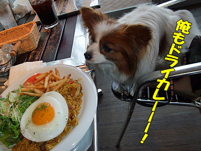 DOG GARDEN CAFE25